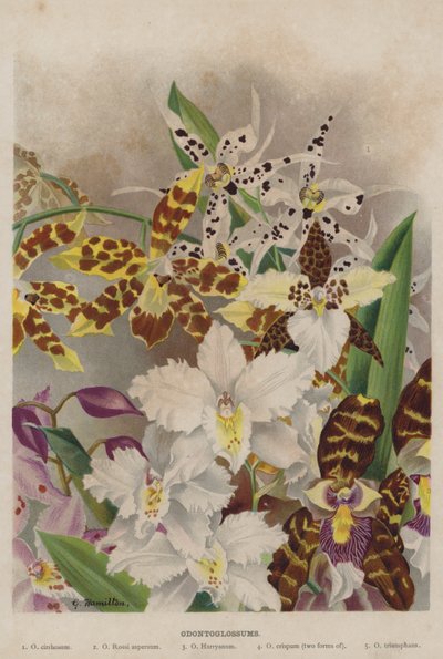 Odontoglossums by Unbekannt Unbekannt